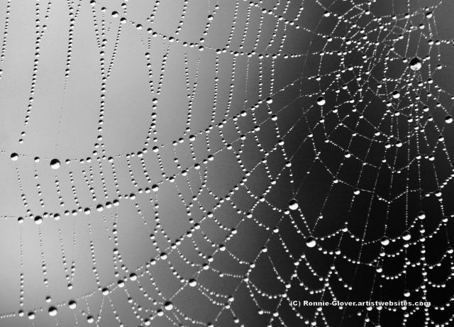 A Spider Designs the Universe